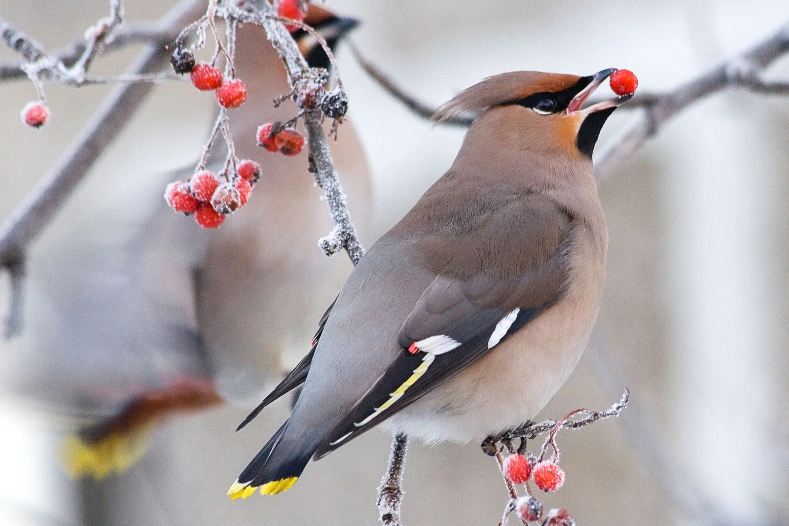Waxwing small bird picking a rowan berry from a tree in snowy winter 